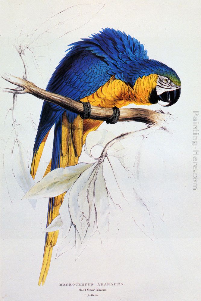 Blue And Yellow Macaw painting - Edward Lear Blue And Yellow Macaw art painting